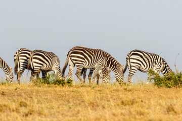 Fototapeta na wymiar Zebras grazing grass in the savannah