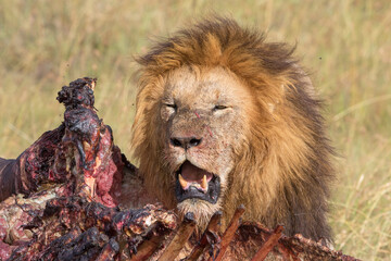 Big male Lion at a kill in the savanna