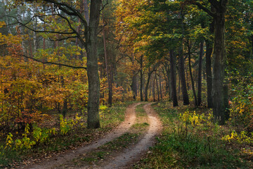 Droga przez jesienny las