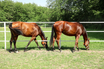Naklejka na ściany i meble Bay horses in paddock on sunny day. Beautiful pets