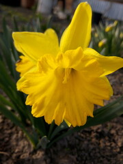 Yellow daffodil in the sunlight in early spring at the dacha