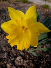 Yellow daffodil in the sunlight in early spring at the dacha