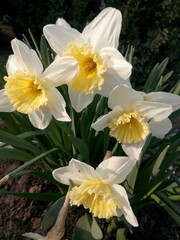 White daffodils in the sun in early spring at the dacha