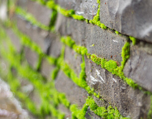 Old stone wall covered green moss