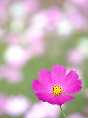 Obraz premium コスモスの花