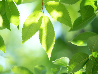 新緑のケヤキの葉