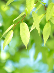 新緑のケヤキの葉