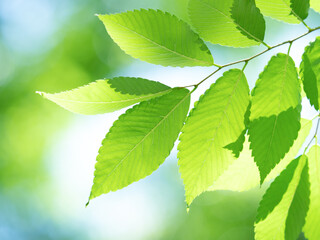 新緑のケヤキの葉