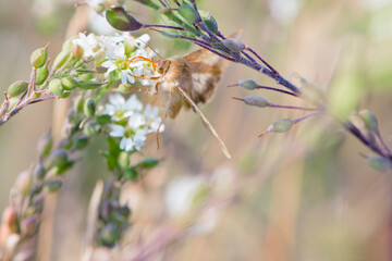 
orange moth sits in small wildflowers