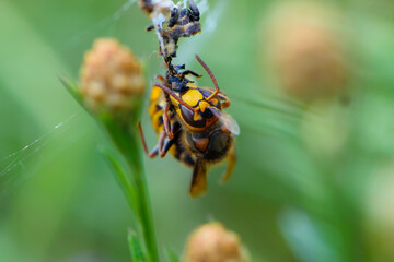 
portrait of big yellow hornet head close up