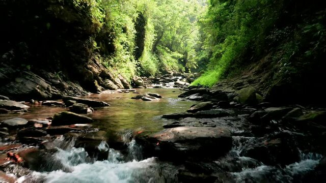 Aerial view of small stream surrounded with lush forest