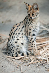 Leptailurus serval. A portrait of a serval  sitting in the green grass. Wild cat native to Africa. Black dotted beige brown big wild cat. Blurry  background