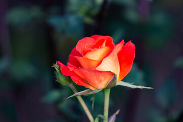 Rose of bright orange color close-up in the garden.