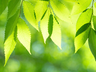 新緑のケヤキの葉