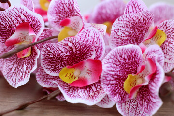 Fototapeta na wymiar Branch of pink orchid so close