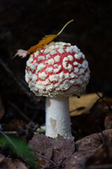 Fly agaric (Amaníta) is a genus of mycorrhizal lamellar fungi of the Amanitaceae family.