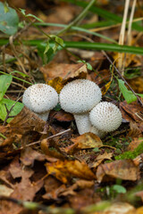 Mushroom Raincoat - a genus of mushrooms of the champignon family; formerly belonged to the raincoat family