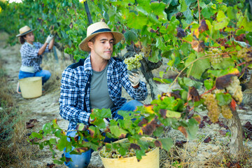 Portrait of male farmer picking harvest of green grapes in vineyard at summertime