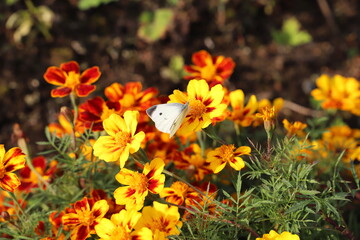 マリーゴールドの蜜を吸うモンシロチョウ
