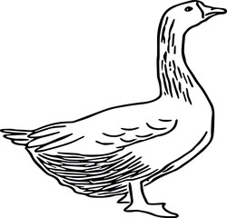 Vector doodle illustration on a goose farm animal theme. Goose close-up full-length isolated on white background.