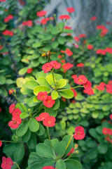 Obraz premium Euphorbia milii, the crown of thorns, Christ plant or Christ thorn flower blooming during summer with small insect in red color.