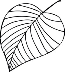 A simple leaf with veins.  Doodle vector isolated on white background for design, cards and logos.