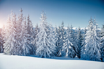 Idyllic white spruces on a frosty day. Location Carpathian mountain.