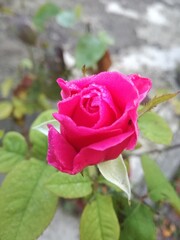 pink rose