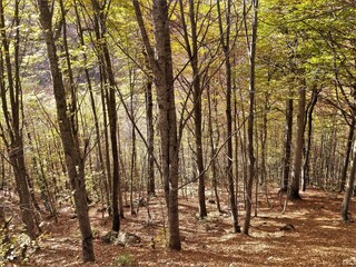 Naklejka premium forest in autumn