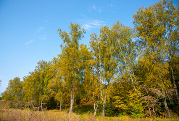 Yellowing autumn birches against a bright blue sky on a Sunny day.