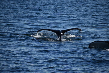 In and around Boston city 