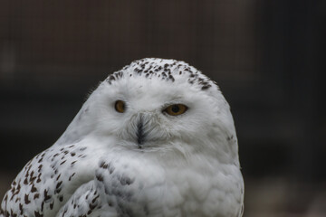 snow owl sits and looks in a zoo