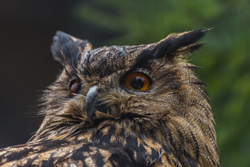 owl looks in a zoo large view
