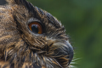 large view from head eye and beak from a owl