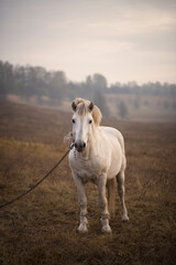 Obraz premium Photo of a white horse in the fog.