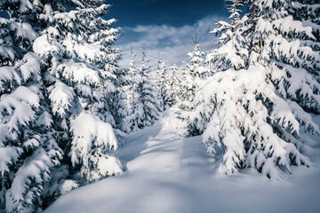 Attractive image of spruces covered in snow.