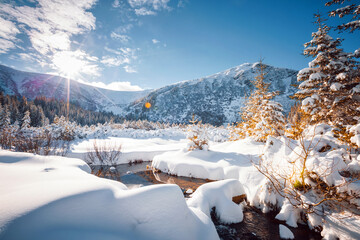 Fantastic winter landscape with spruces covered in snow.
