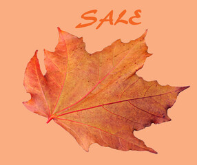 Isolated Red maple leaf on colorful background. Sale card design template.
