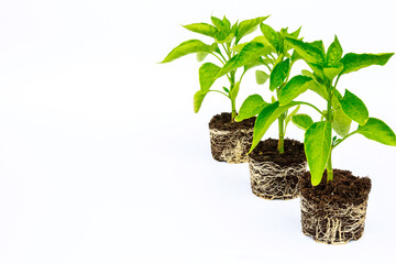 Three seedlings of bell pepper with a well-developed root system on a white background. Place for your text.