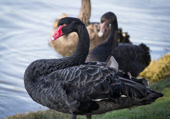 black swan near the river