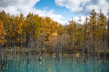 10月終盤の美瑛青い池の紅葉