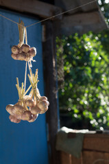 Bunches of freshly picked garlic hang in the background of green foliage vertical orientation