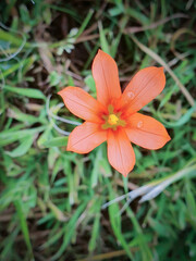 orange flower in the garden