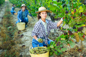 Portrait of female farmer picking harvest of green grapes in vineyard outdoor