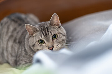 見つめる猫　サバトラ猫