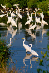 group of egrets In water of the forests of Thailand