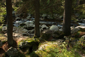 Naklejka na ściany i meble River Vydra in Bohemian Forest in Czech republic,Europe 