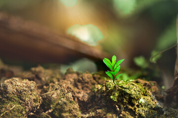 agriculture plant seeding growing in garden and sunlight, new life growth ecology business financial progress concept ,Earth Day