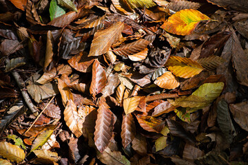 足もとの落ち葉