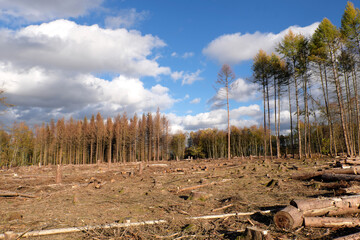 Dead trees and deforested woodland by reason of drought and bark beetle infestation in times of...